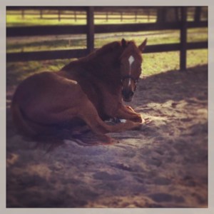 A picture I took a couple of years ago... He looks pretty innocent, huh?